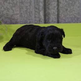 Kreen - Black female Whoodle puppy in West Bend, Iowa from Blue Skies Terriers
