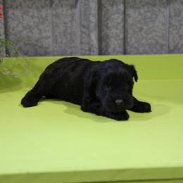 Kreen - Black female Whoodle puppy in West Bend, Iowa from Blue Skies Terriers
