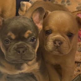 Tyson - Cream male French Bulldog puppy in Middletown, Rhode Island from Royal Frenchies LLC