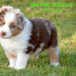 Australian Shepherd Puppies from Smooreaussies
