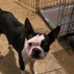 Boston Terriers from Steve's Boston Terriers
