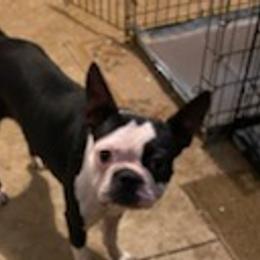 Boston Terriers from Steve's Boston Terriers