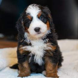 Petey - Tri-color male Bernedoodle puppy in Dundee, Ohio from Down Home Doodle