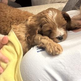 Girl 2 - Red female Cavapoo puppy in Youngsville, North Carolina from Blackberry Hill Doodles