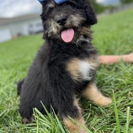 Bernedoodle, Dachshund, Goldendoodle, and Sheepadoodle Puppies from Doodles & Doxies