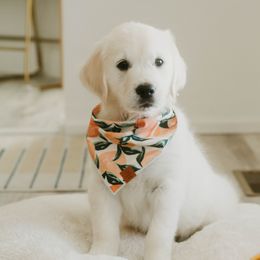 Golden Retriever Puppies from Arrowhead Kennels