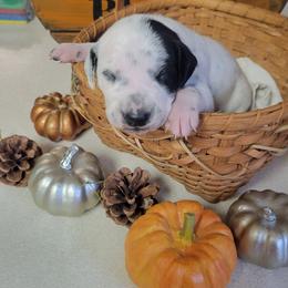 Forest - White and black male Dalmatian puppy in Grant, Michigan from Savannah Woltanski