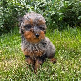 Tiger - Parti female Poodle puppy in St George, Utah from Ember Hills Poodles