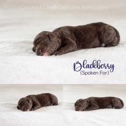 Blackberry - Chocolate female Goldendoodle puppy in Woodruff, South Carolina from Crooked Creek Doodles and Poodles