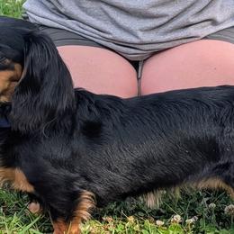 Basset Hounds and Dachshunds from Lindsey Smith