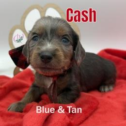 Cash - Blue and tan male Dachshund puppy in Waseca, Minnesota from Dragonfly Doxies