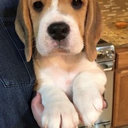 Beagle Puppies from Roylcrest Beagles