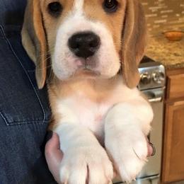 Beagle Puppies from Roylcrest Beagles