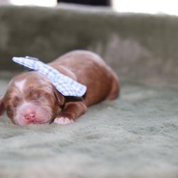 Blue - Caramel male Australian Labradoodle puppy in Calhoun, Louisiana from Arrowhead Australian Labradoodles