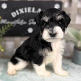 Frankie - Parti male Miniature Schnauzer puppy in Hockley, Texas from Dixieland Miniature Schnauzers