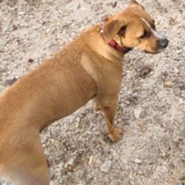 Catahoula Leopard Dogs from Yulee Catahoulas