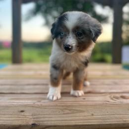 Katie - Blue merle female Miniature Australian Shepherd puppy in Doddridge, Arkansas from Huddleston Farm