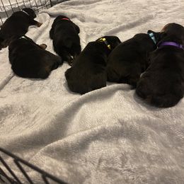Rottweiler Puppies from Vom Allegiance Haus