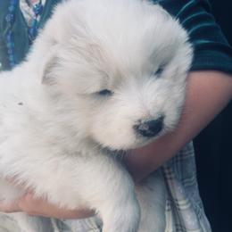 Samoyed Puppies from Morning Star Samoyeds
