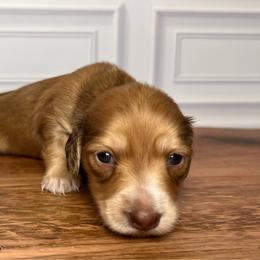 Pink - Red female Dachshund puppy in Miami, Florida from Maitime Dachshund