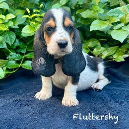 Fluttershy - Black white and brown female Basset Hound puppy in Dingess, West Virginia from Tuckers' Howling Hounds