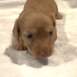 Ramen - Cream female Dachshund puppy in Kempner, Texas from House of Dachshunds Texas
