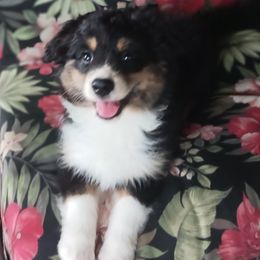 Miniature Australian Shepherd Puppies from Dog Father Kennels