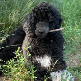 Poodle Puppies from Payette Poodles