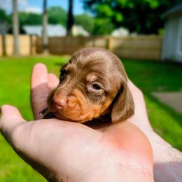 Kiara - Chocolate and tan female Dachshund puppy in Jackson, Tennessee from BlackPine Kennels