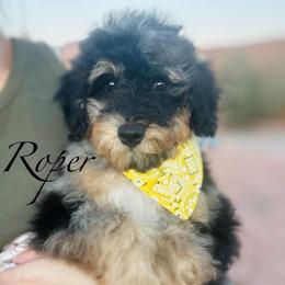 Boy 1 - Blue merle male Bernedoodle puppy in Wickenburg, Arizona from Houskerville Doodles