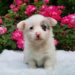 American Corgi and Pembroke Welsh Corgi Puppies from Whimsical Treasure Corgis