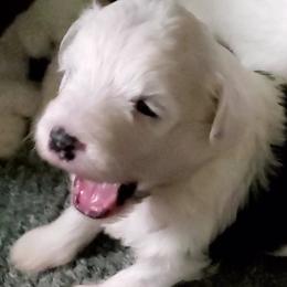 Daffy - Black and white female Sheepadoodle puppy in Bellevue, Iowa from Fluffy Wonders Poms and Doodles