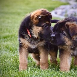 German Shepherd Puppies from Carner German Shepherds