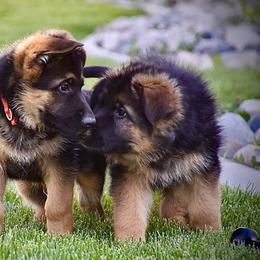 German Shepherd Puppies from Carner German Shepherds