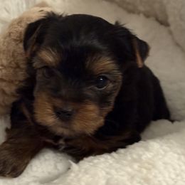 Male Purple collar - Blue and gold male Yorkshire Terrier puppy in Chesapeake, Virginia from Your Key Breeder