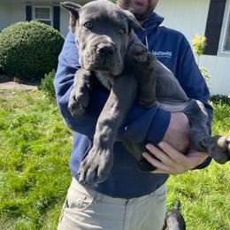 3 - Gray male Cane Corso puppy in Keizer, Oregon from Clear Creek