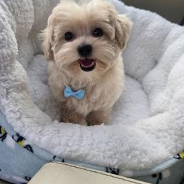 Valentino - White male Maltipoo puppy in Washington from Mt.BakerPoodles&Doodles