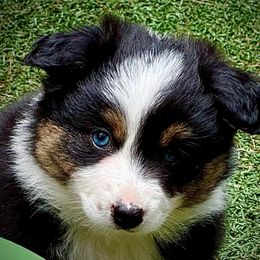 River - Black tri female Miniature Australian Shepherd puppy in South Branch, Michigan from Ross Ranch Mini and Standard Aussie's