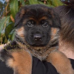 Blue Collar - Black and red male German Shepherd puppy in Orlando, Florida from AceHaven Canines