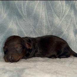 Simon - Red male Dachshund puppy in Pilot Point, Texas from Diamond B Doxies