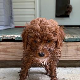 Fisher - Red  male Goldendoodle puppy in Lillington, North Carolina from Peace, Love, and Puppies at the Creek