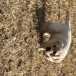 Labrador Retriever Puppies from Mystic River Labradors