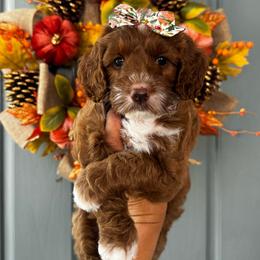 Girl 2 - Red  female Goldendoodle puppy in Elk Grove, California from Doodles by Faith