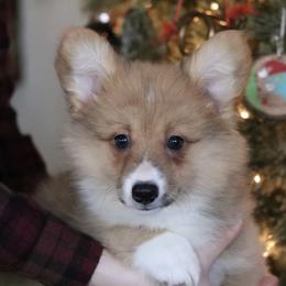 Cinnamon (Fluffy) - Sable female Pembroke Welsh Corgi puppy in Fayetteville, Arkansas from Intergalactic Corgis