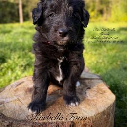 Annie Oakley (Mini Size) - Black female Bordoodle puppy in Mulino, Oregon from Korbella Farm