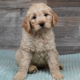 Artemis - Cream Goldendoodle puppy in Provo, Utah from Mendenhall Goldendoodles