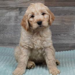Artemis - Cream Goldendoodle puppy in Provo, Utah from Mendenhall Goldendoodles