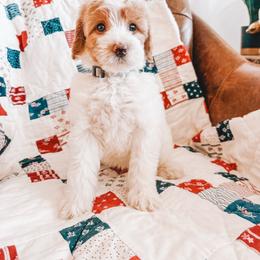 Hancock (Silver Collar) - Parti male Goldendoodle puppy in Beaverton, Oregon from Henry Elliots
