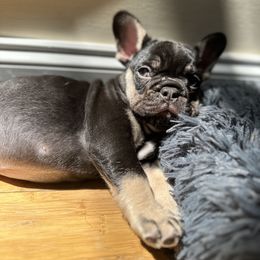 French Bulldog Puppies from Small Batch Frenchies