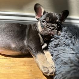French Bulldog Puppies from Small Batch Frenchies